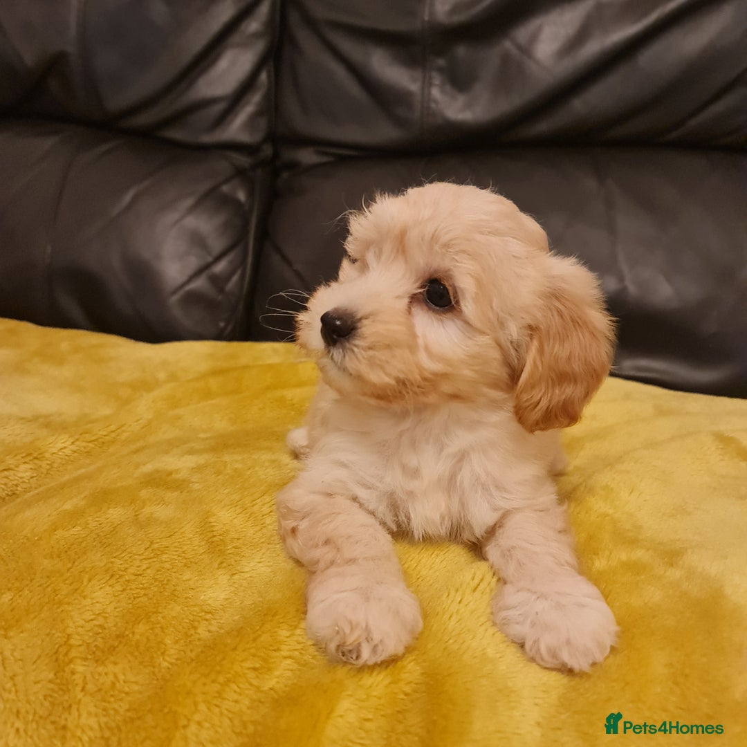 Maltipoo dogs for sale: Maltipoo puppies for sale - Image 6