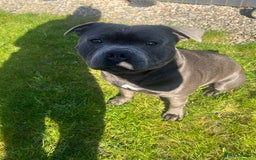 Staffordshire Bull Terrier dogs for stud: DELAMERES BLU THUNDER - Sully in Newton-le-Willows - Image 5