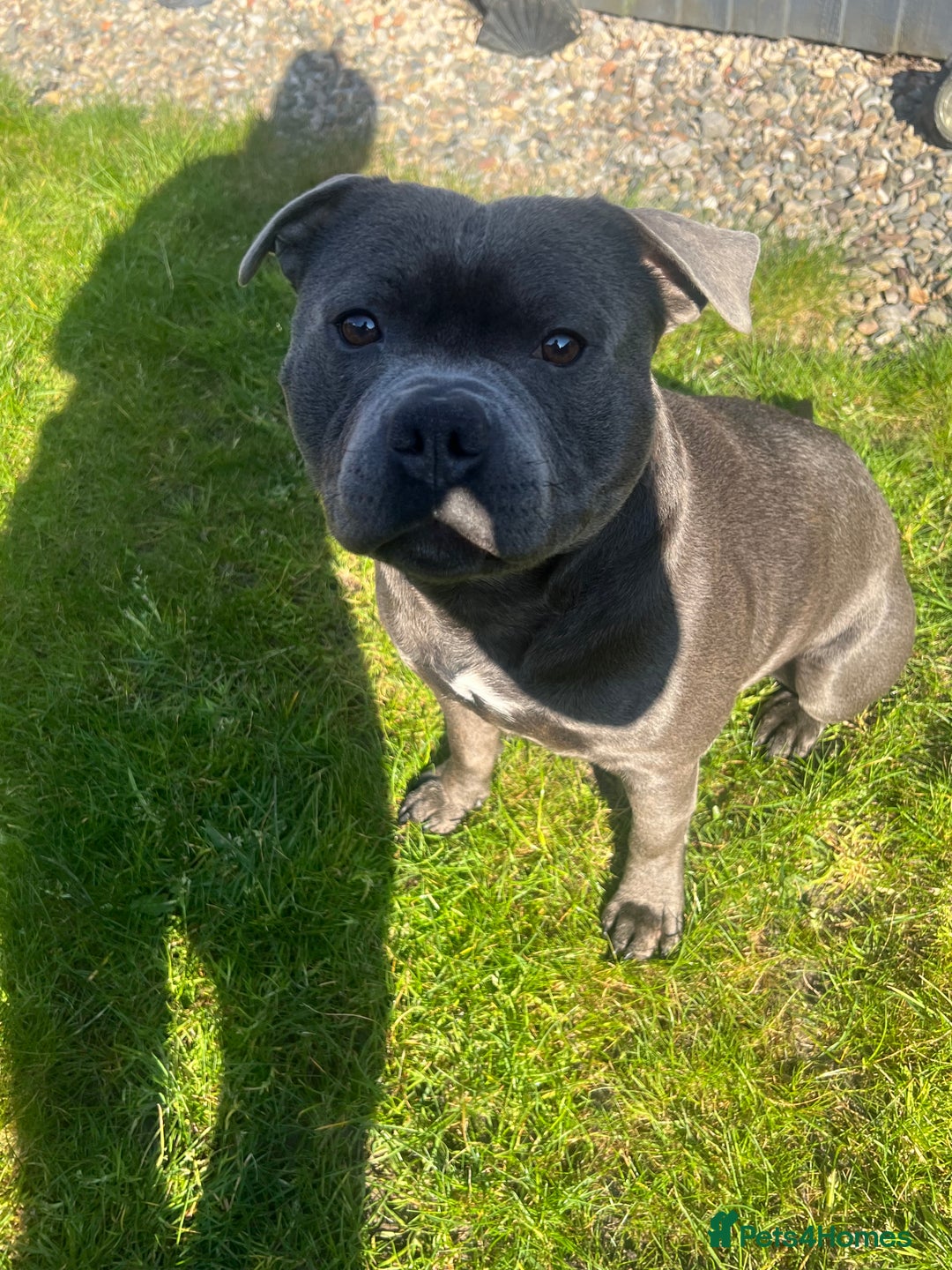 Staffordshire Bull Terrier dogs for stud: DELAMERES BLU THUNDER - Sully in Newton-le-Willows - Image 5