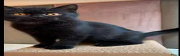 British Shorthair cats for sale: Amazing British shorthair and longhair. - Advert 5