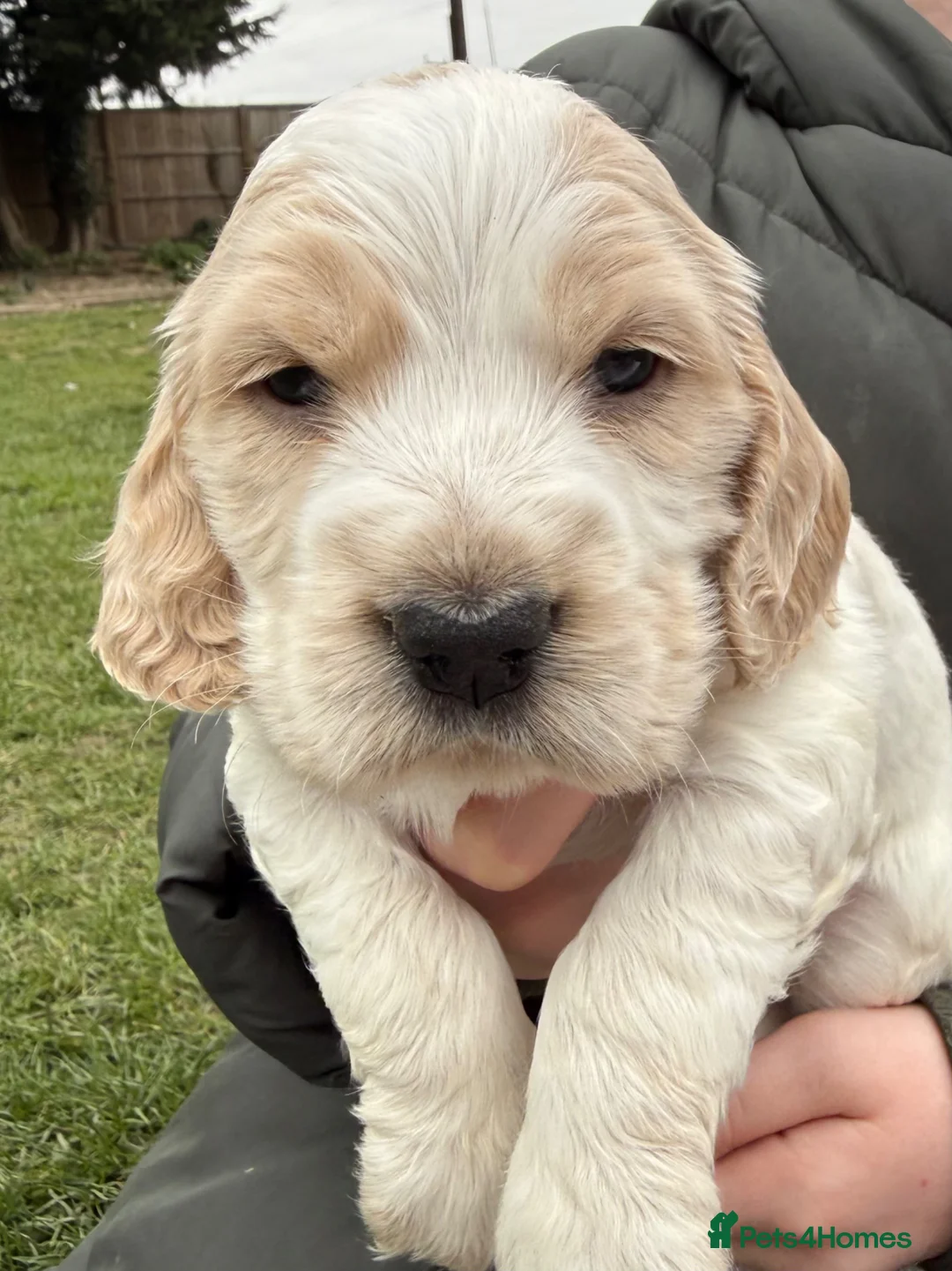 Cocker Spaniel dogs for sale: Stunning KC Registered Show Cocker Spaniels  - Advert 2