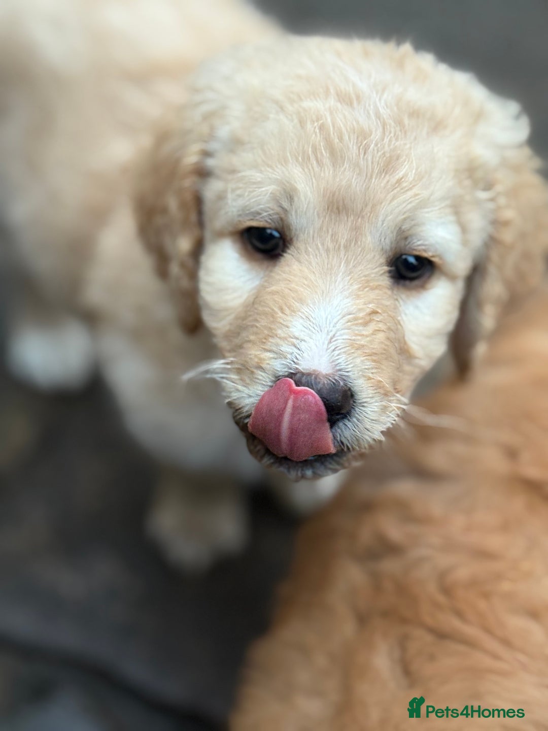 Labradoodle dogs for sale: F1B Labradoodles: available from Aug 2nd. in Uxbridge - Image 27