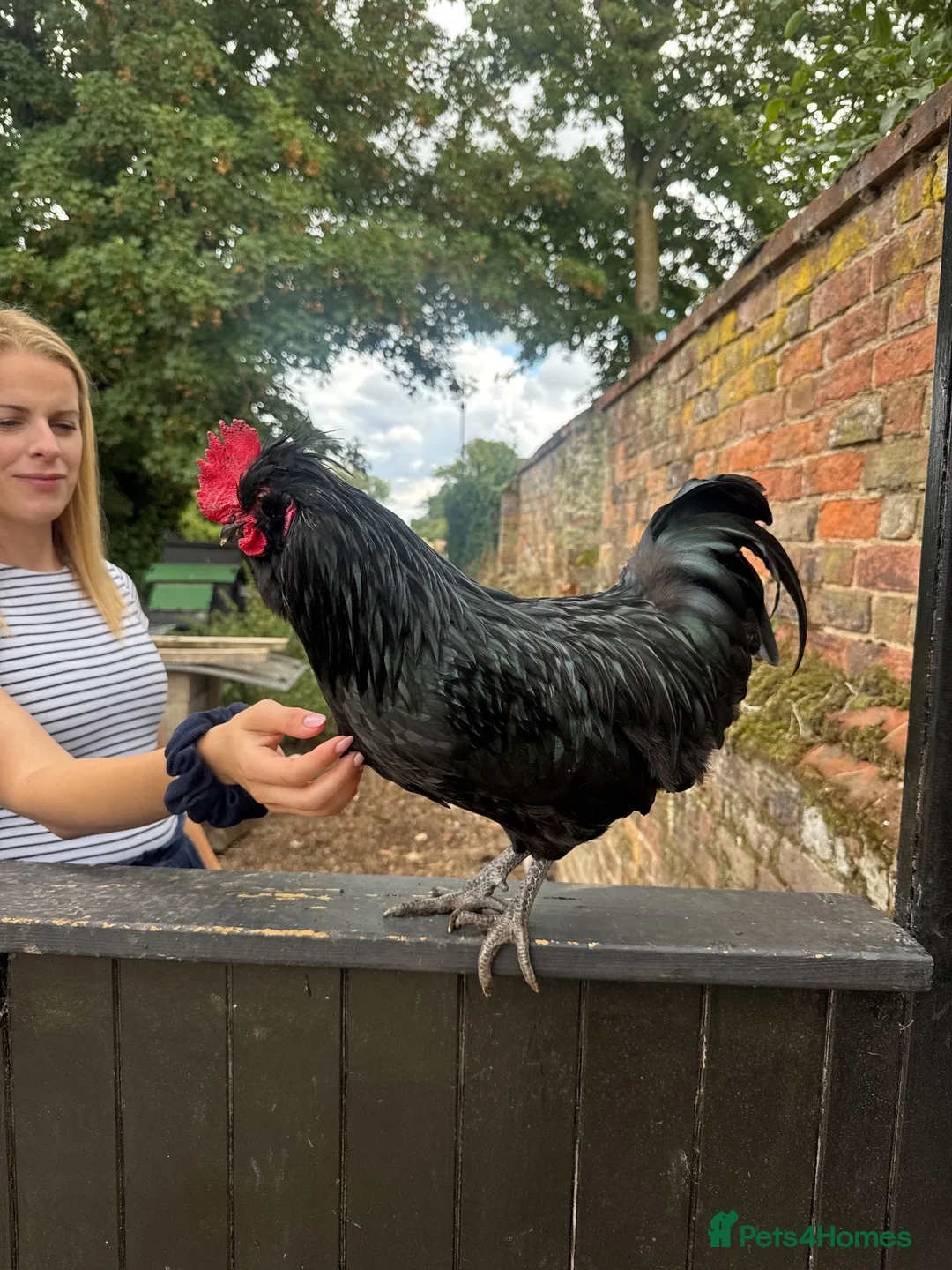 Chickens poultry for sale: Polish hybrid cockerel  in King's Lynn - Advert 1
