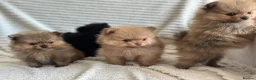 Pomeranian dogs for sale: READY TO GO🩵🐻2 stunning KC Pomeranian puppies🐻 - Advert 15