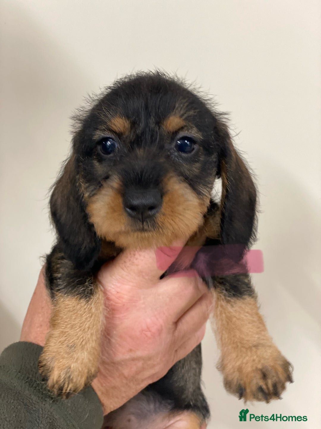 Dachshund dogs for sale: Outstanding Pedigree Litter-Health Tested Parents - Advert 9