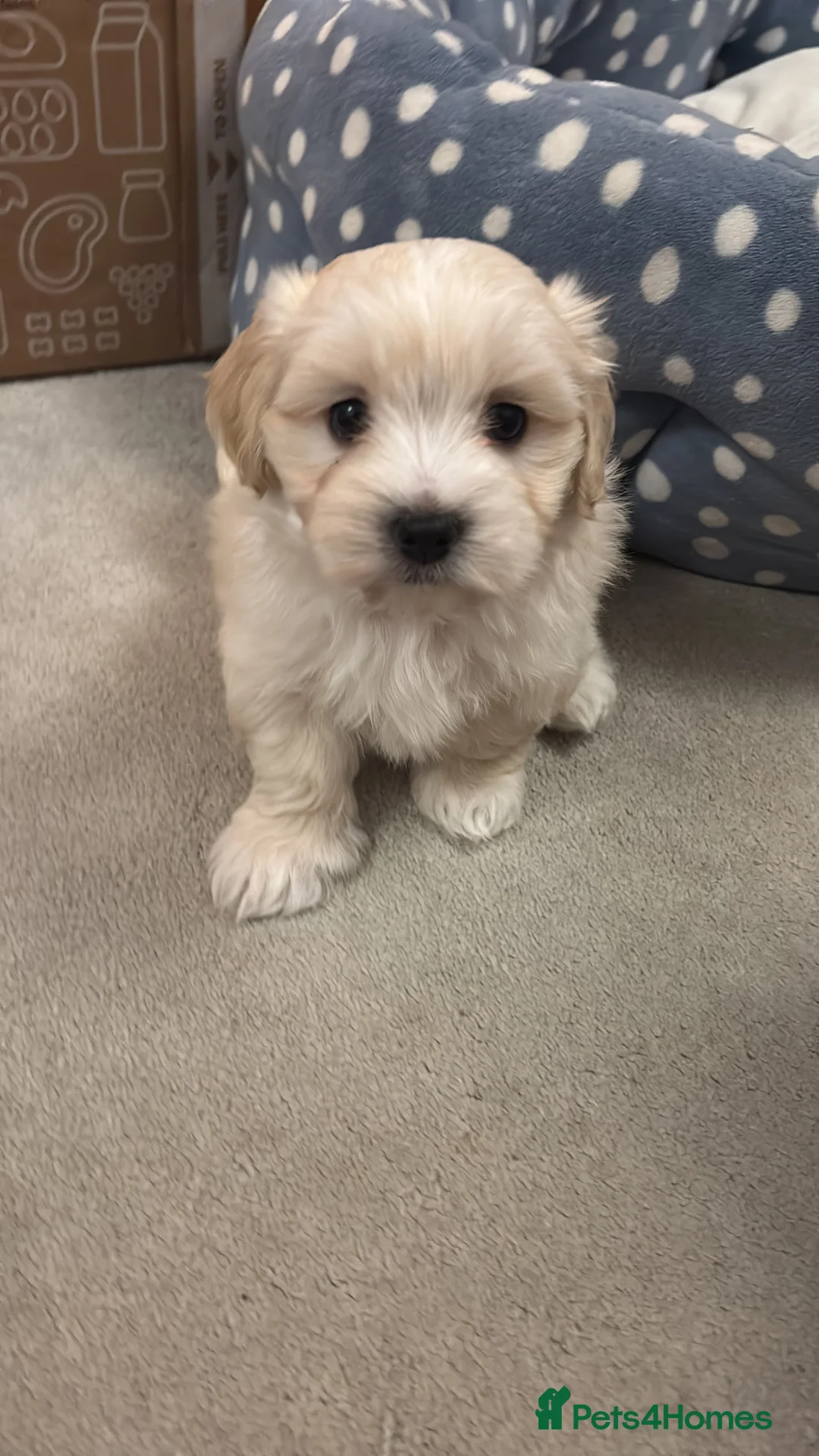 Maltipoo dogs for sale: Maltipoo - Advert 27