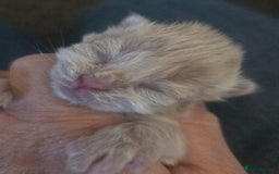 British Shorthair cats for sale: TICA reg British shorthair and longhair kittens - Image 8