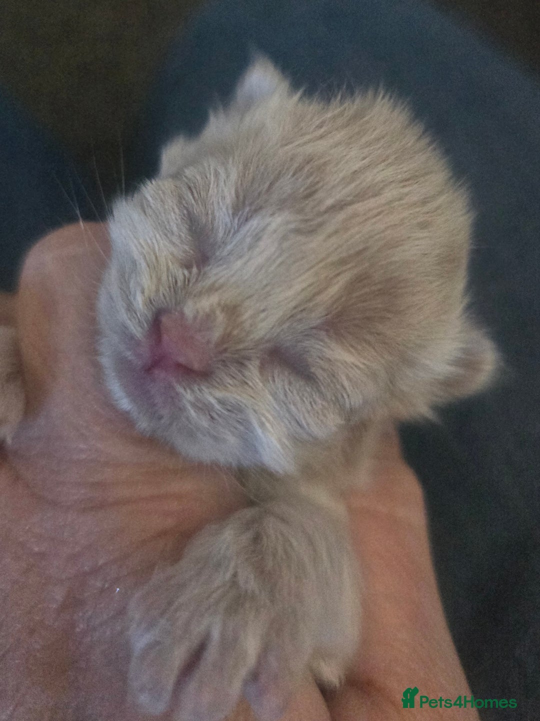 British Shorthair cats for sale: TICA reg British shorthair and longhair kittens - Image 8