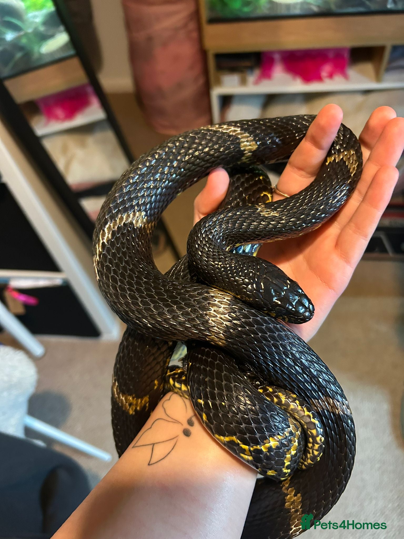 Rat Snake reptiles Russian Rat Snake with Vivarium and all items - Advert 1
