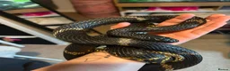 Rat Snake reptiles for sale: Russian Rat Snake with Vivarium and all items - Advert 1