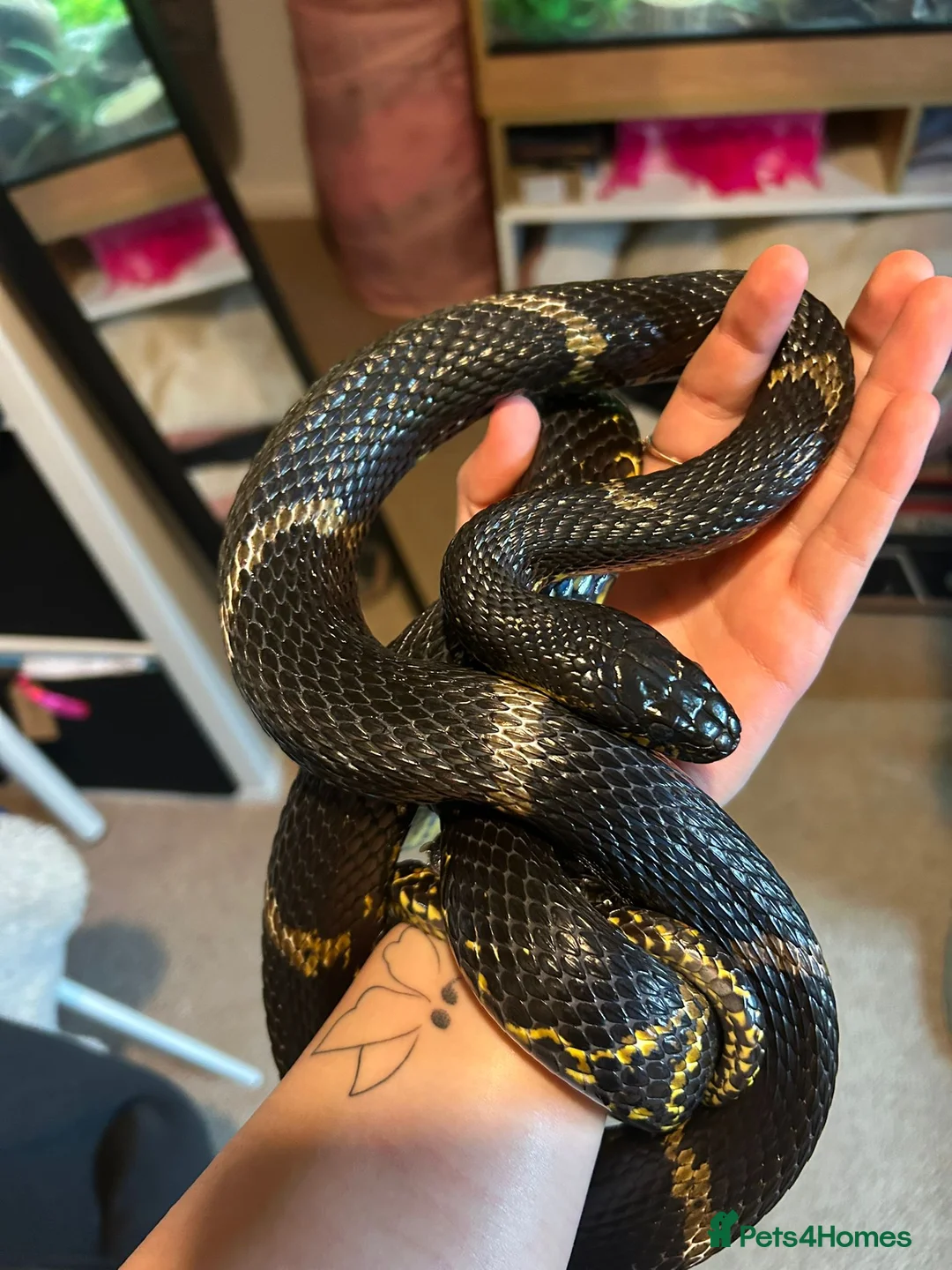 Rat Snake reptiles for sale: Russian Rat Snake with Vivarium and all items - Advert 1