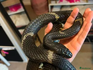 Rat Snake reptiles Russian Rat Snake with Vivarium and all items - Advert 1