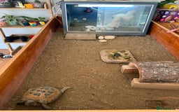 Tortoise reptiles for sale: Horsefield Tortoise and set up - Image 8