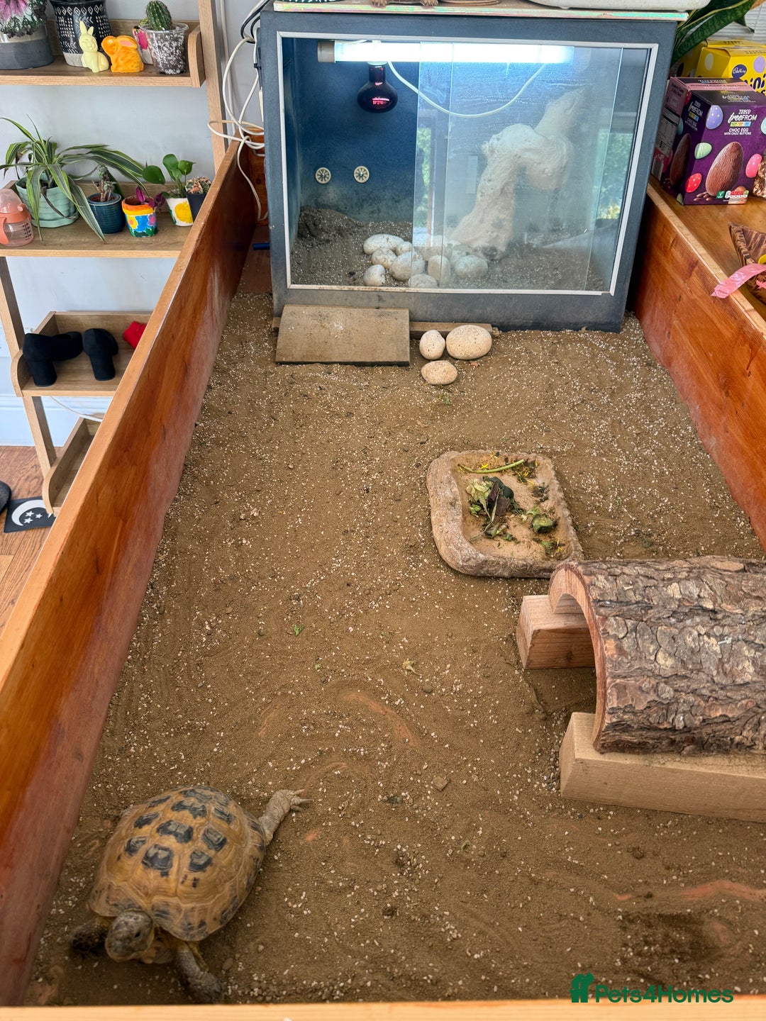Tortoise reptiles for sale: Horsefield Tortoise and set up - Image 8