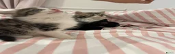 British Longhair cats for sale: 3 Fluffy Cuddly Kittens looking for homes - Advert 8
