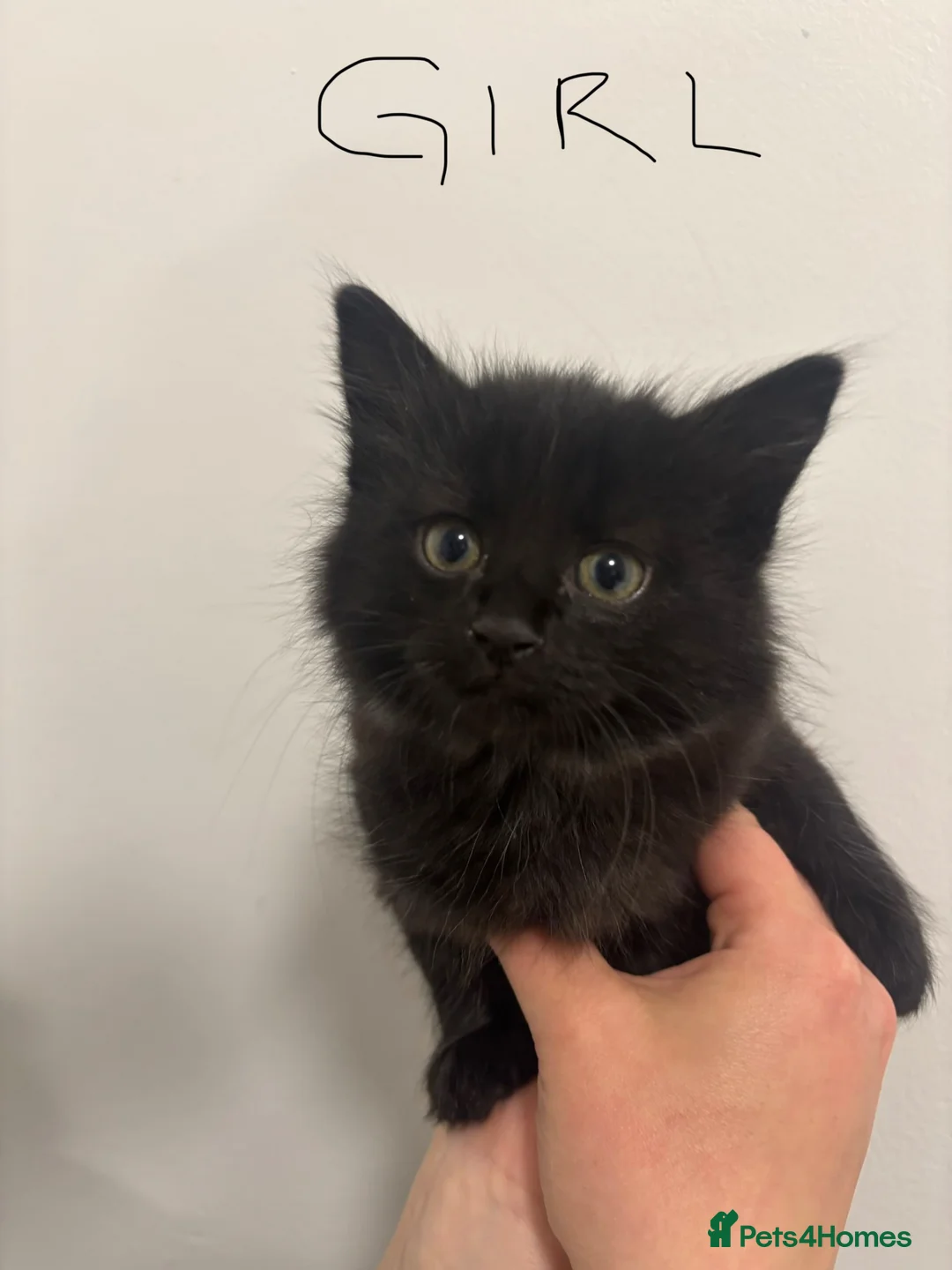 Mixed Breed cats for sale: 4 gorgeous kittens looking for their forever home in Exeter - Advert 7