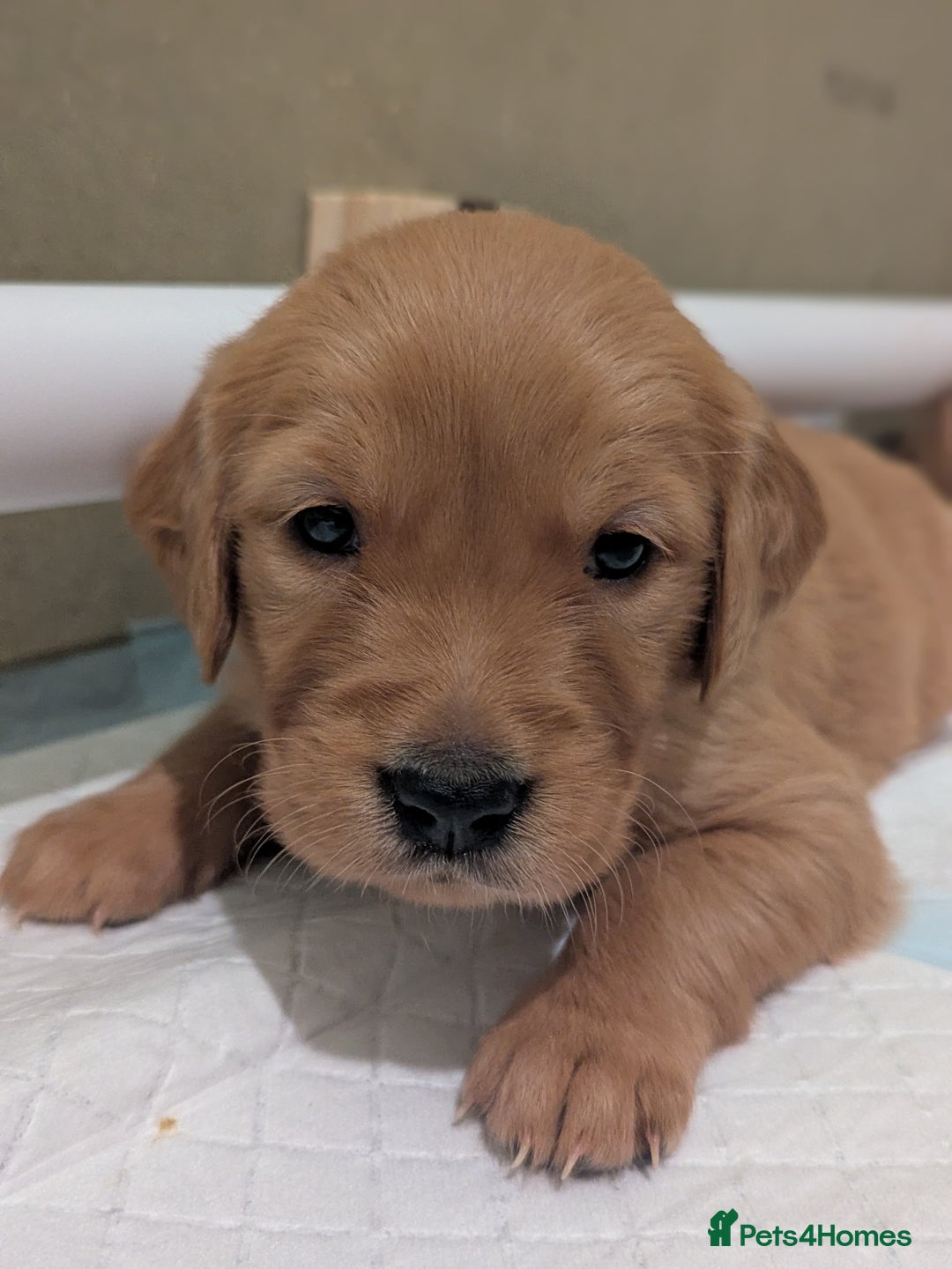 Golden Retriever dogs for sale: KC Registered Golden Retriever Puppies  - Advert 32