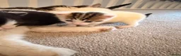 Domestic Shorthair cats for sale: 3 adorable little kittens for sale - Advert 3