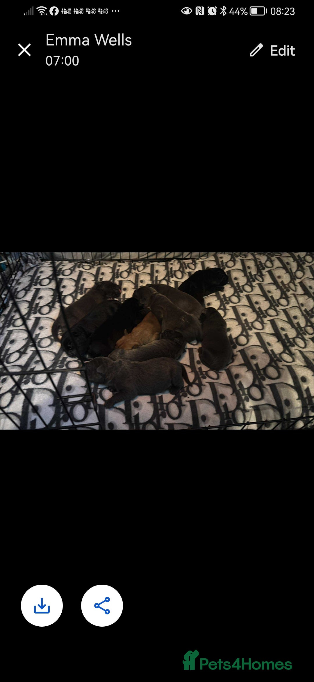 Cane Corso dogs for sale: Cane corso - Advert 5