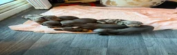 Miniature Dachshund dogs for stud: Stunning Mr Darcy For Stud  - Advert 4