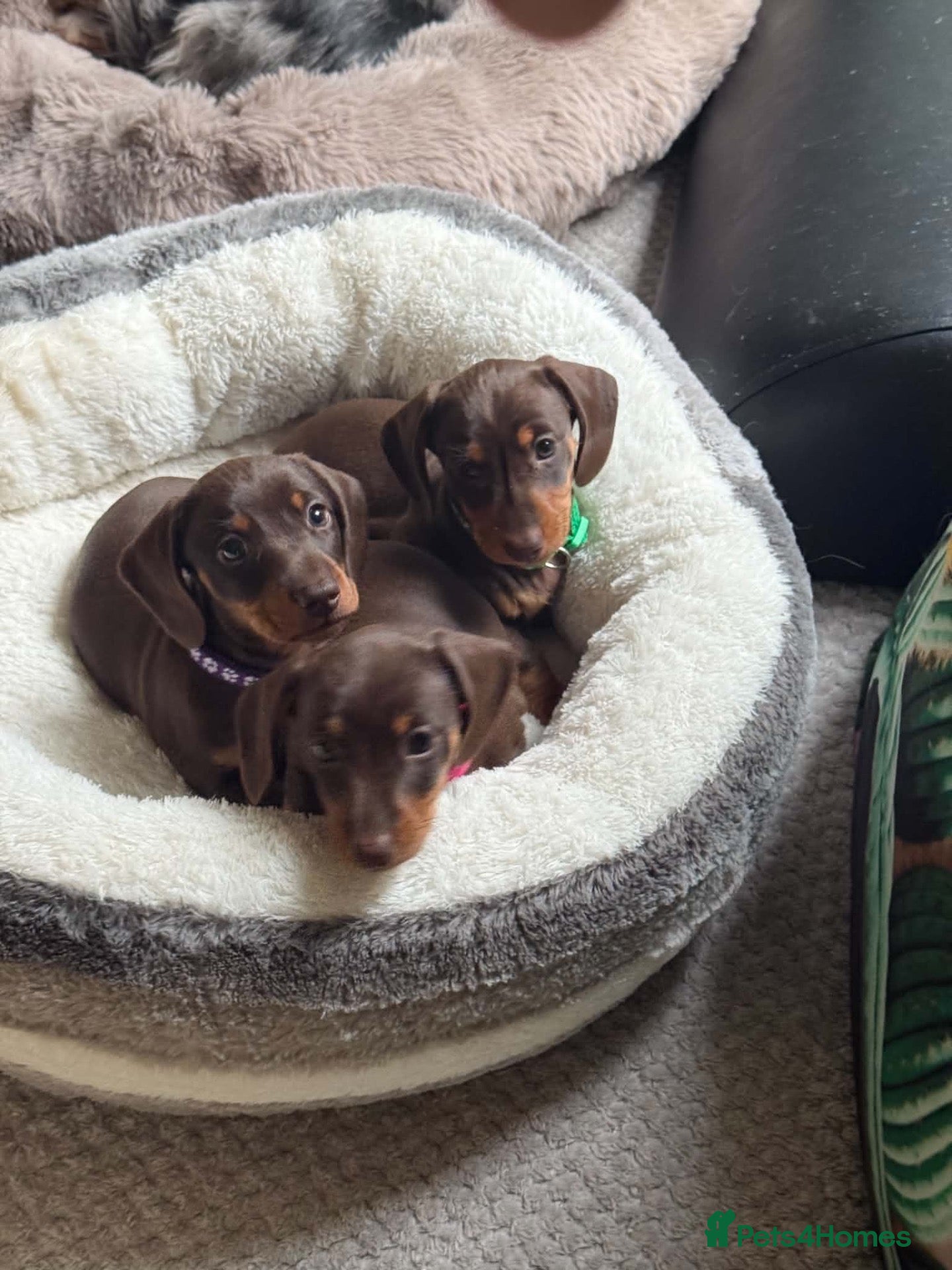 Miniature Dachshund dogs for sale: Quality Mini Dachshunds - PRA Clear - Advert 2