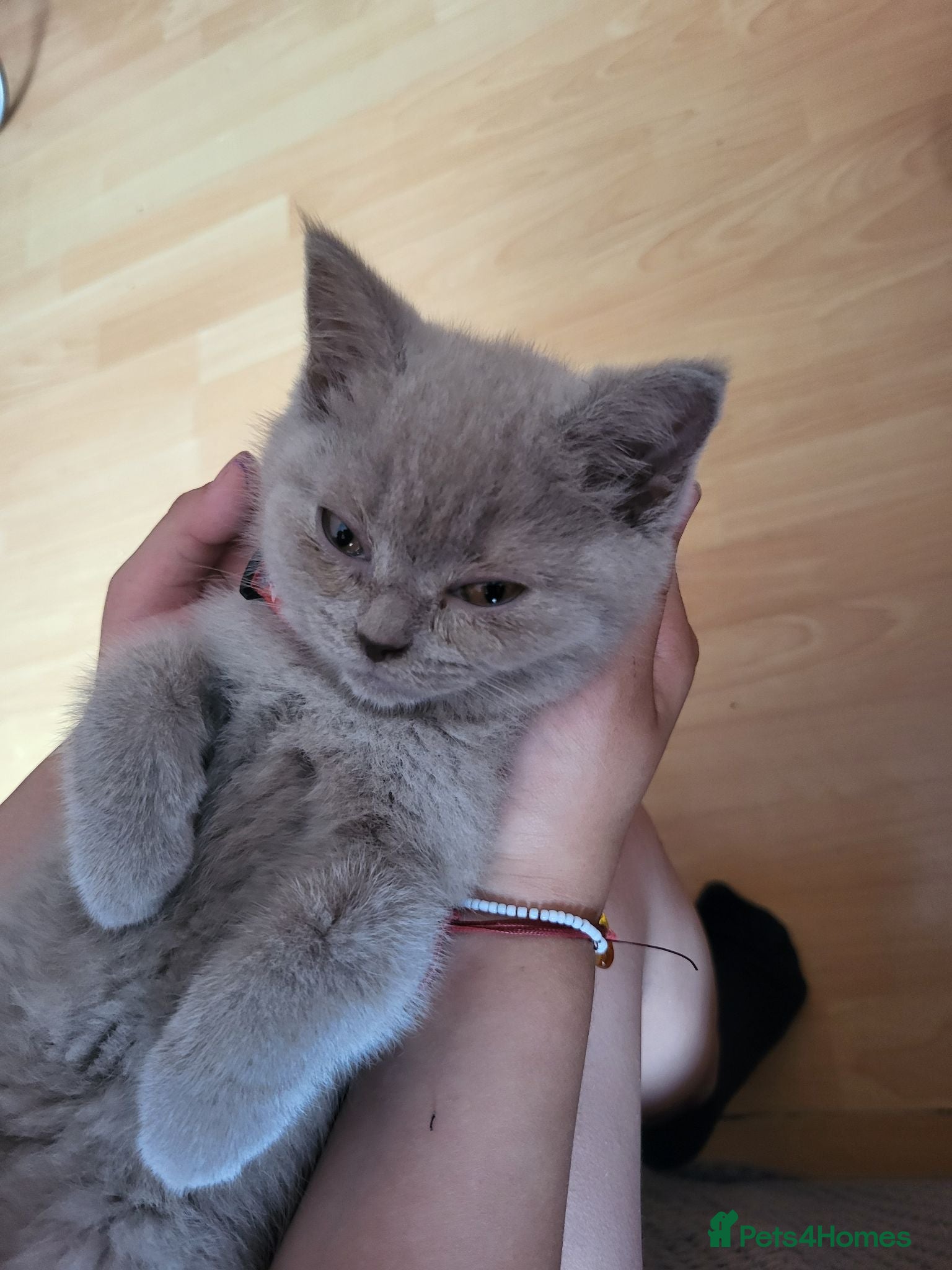 British Shorthair cats one British Shorthair kitten (female) is left." - Advert 14