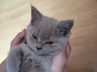 British Shorthair cats one British Shorthair kitten (female) is left." - Advert 5