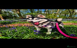 Siberian Husky dogs for sale: Perfect Mini Husky puppies - Image 13