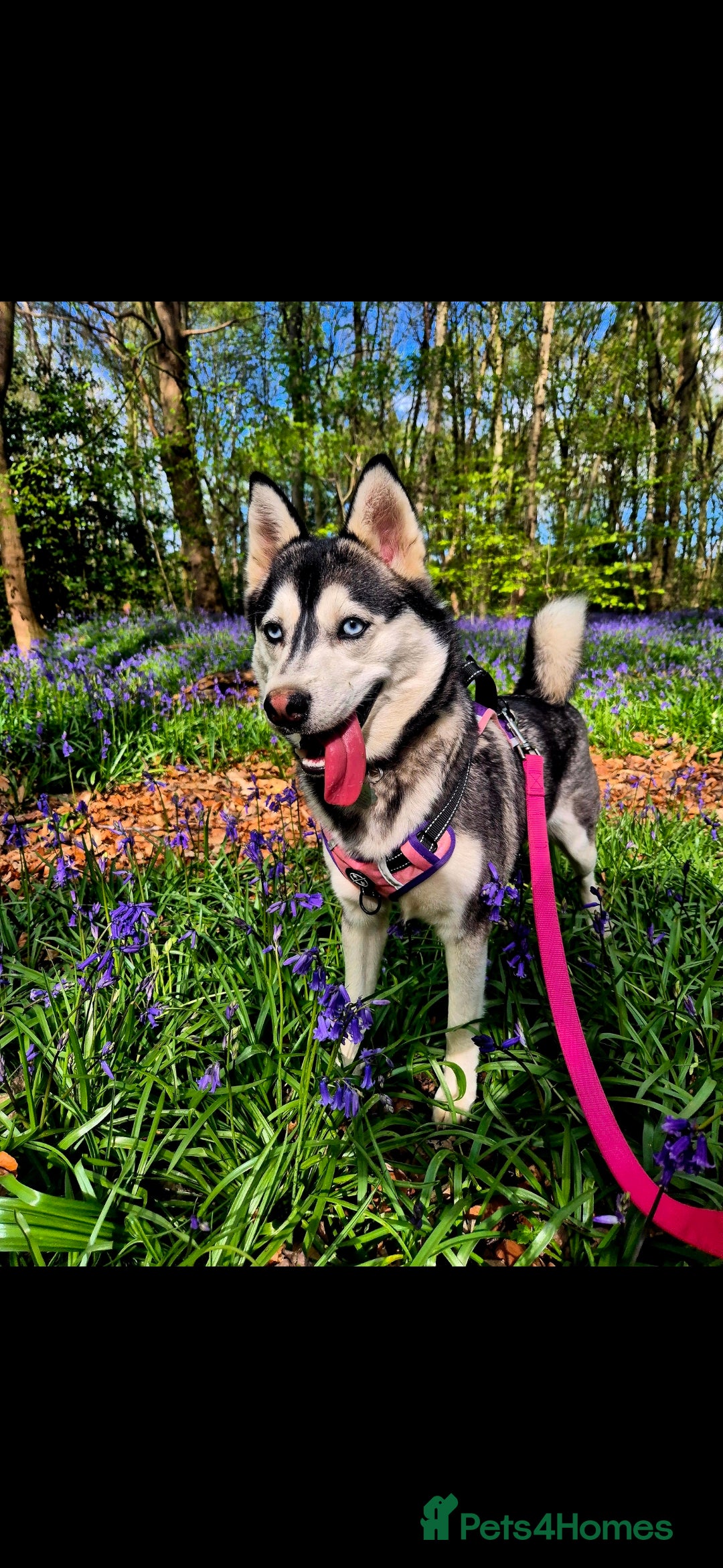 Siberian Husky dogs for sale: Perfect Mini Husky puppies - Image 13