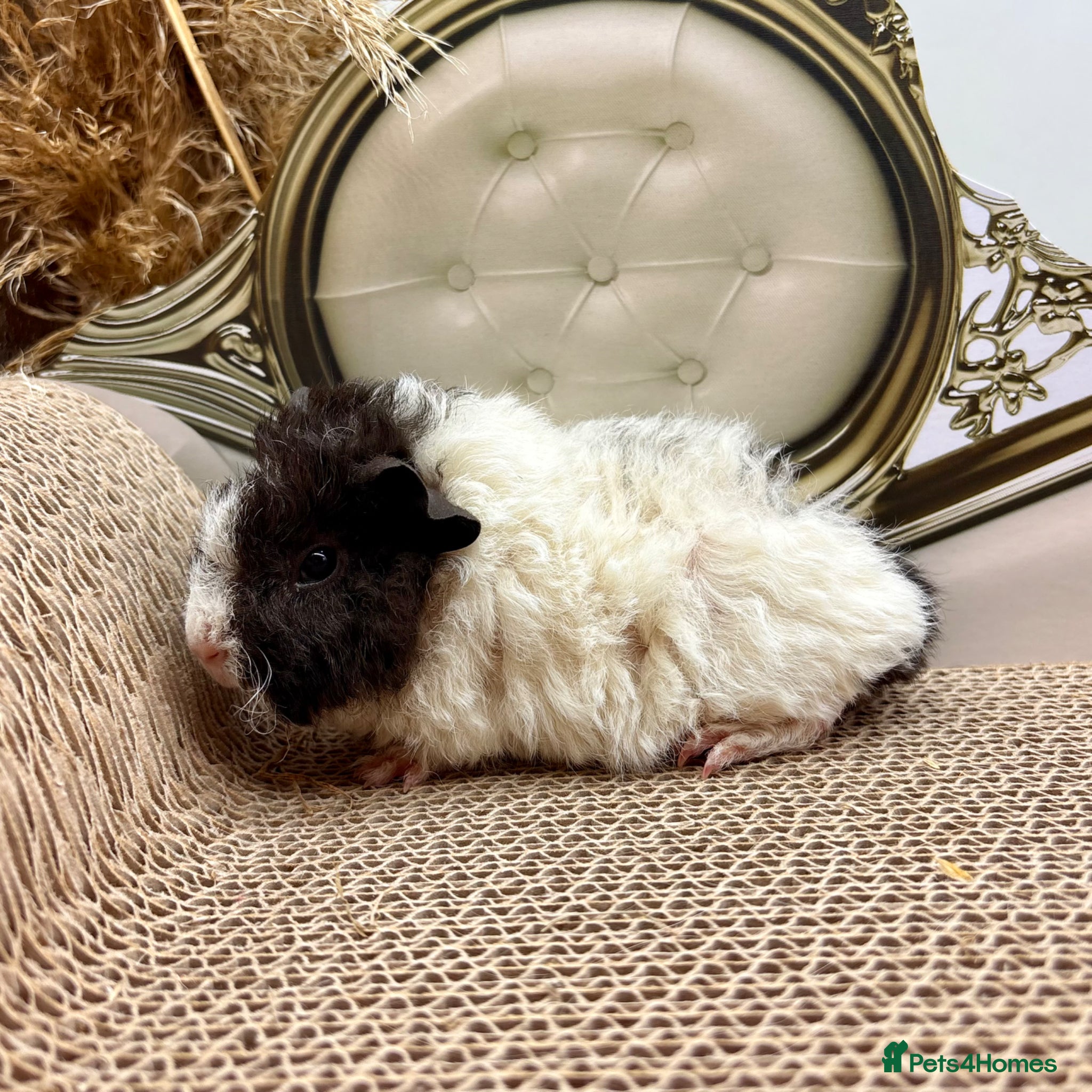 Guinea Pig rodents Gorgeous Female Guinea pigs for sale  - Advert 2