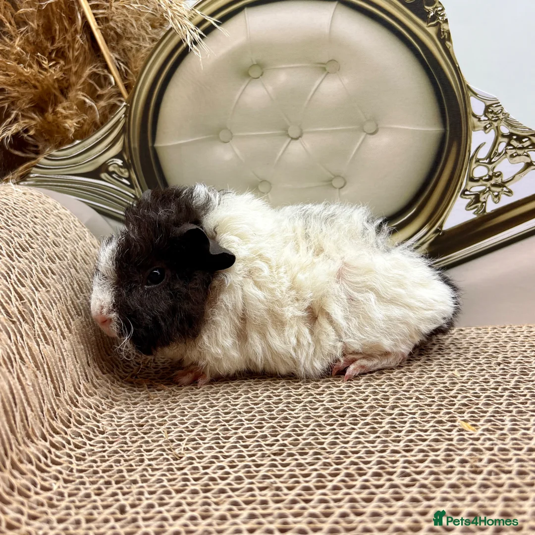Guinea Pig rodents for sale: Gorgeous Female Guinea pigs for sale  - Advert 2