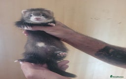 Ferret rodents for sale: Semi Angora Ferrets - Image 3
