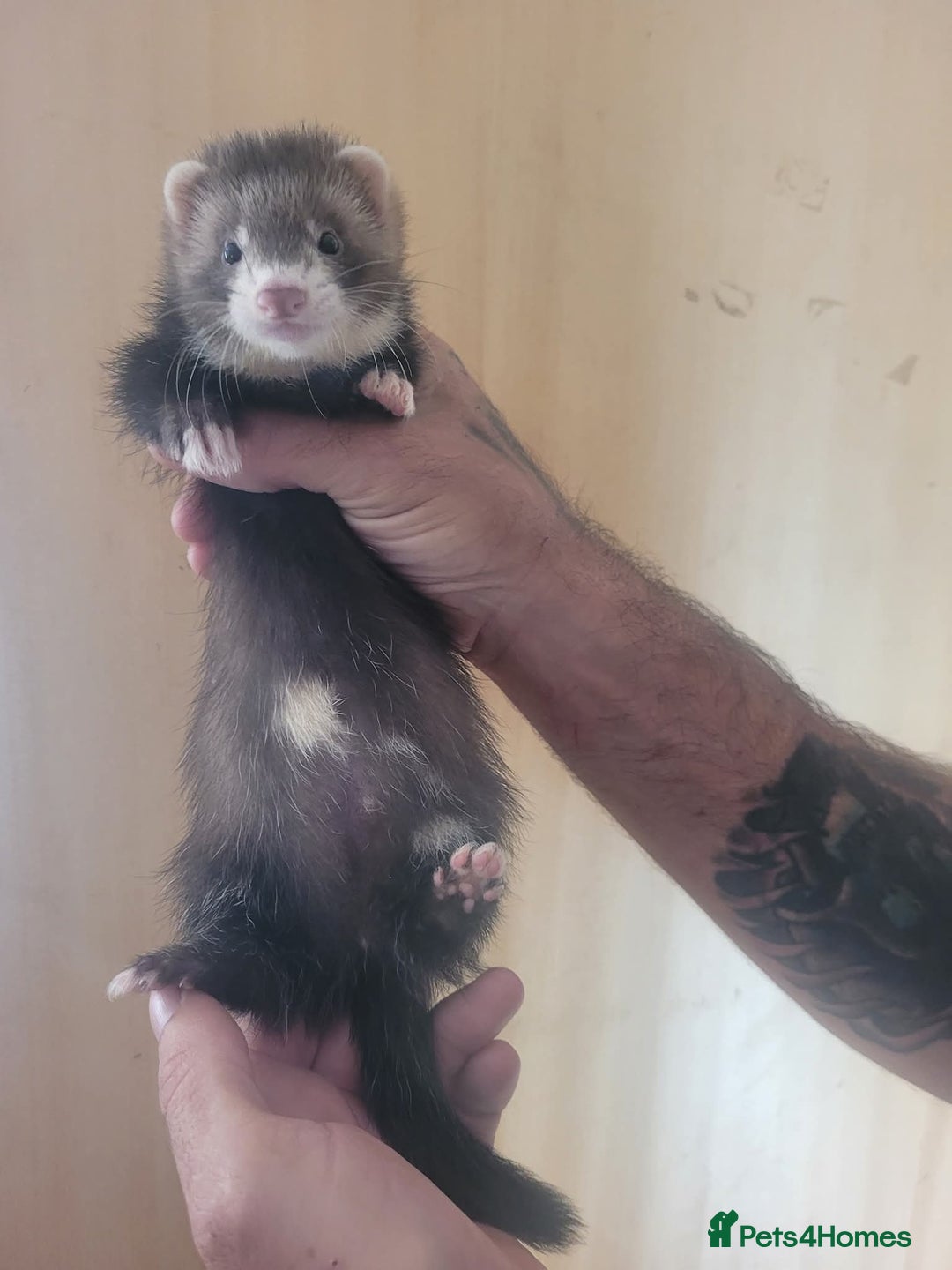 Ferret rodents for sale: Semi Angora Ferrets - Image 3