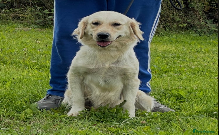 Golden Retriever dogs - Advert 9