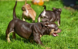 American Bully dogs for sale: REDUCED last girl Quality american Pocket Bully  - Image 10