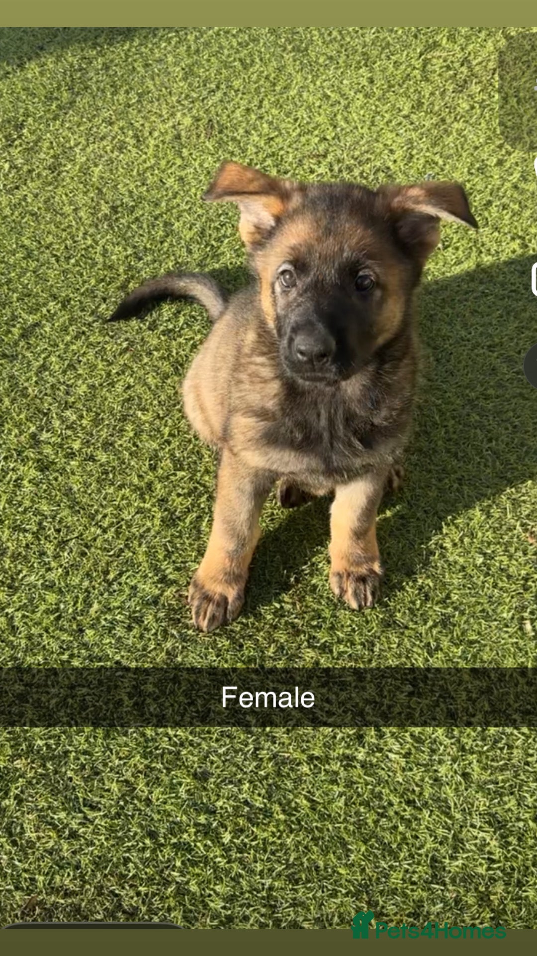 German Shepherd dogs for sale: 1 beautiful female German shepher kc reg working - Advert 12