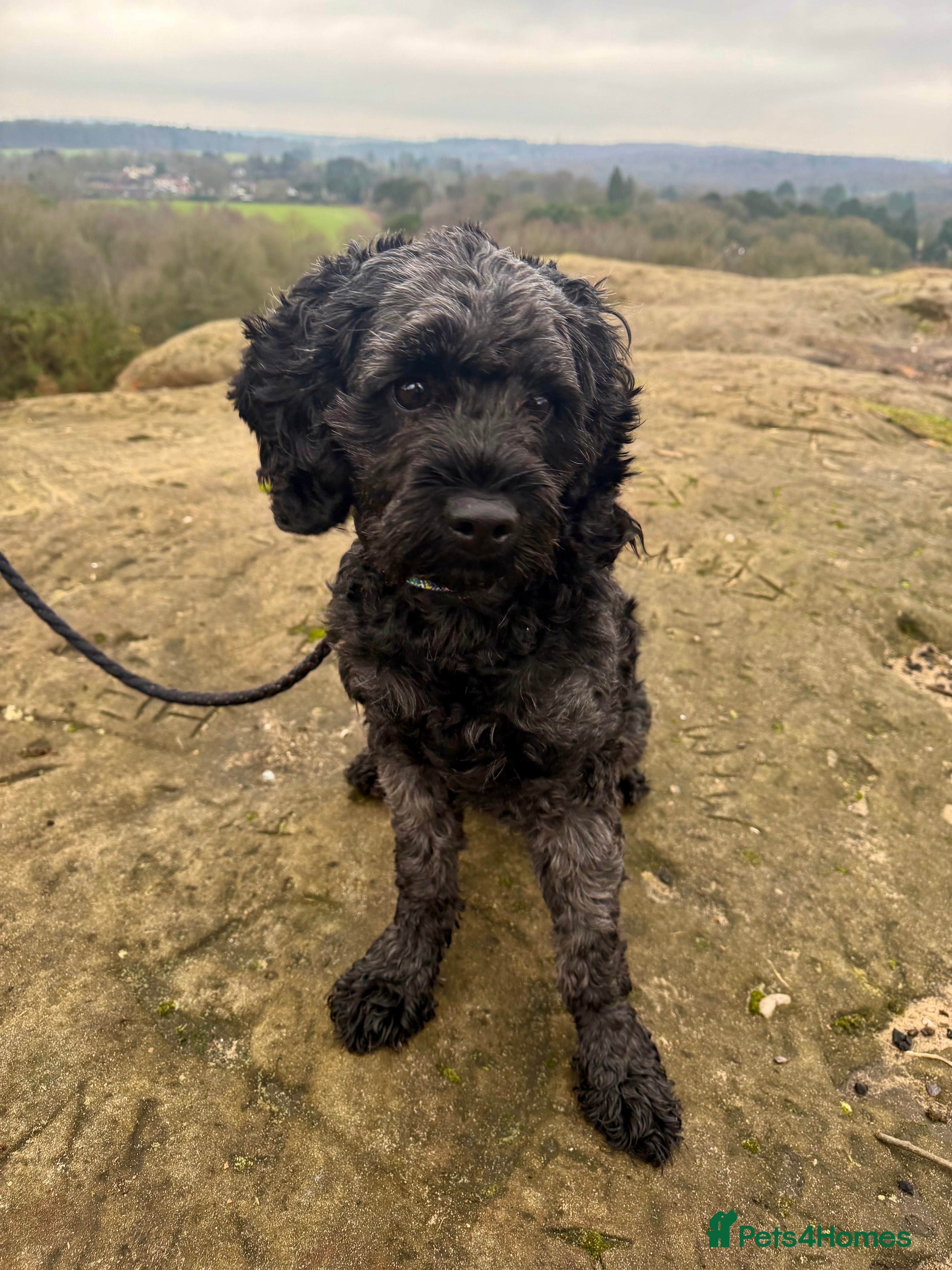 Cavapoo dogs Proven Black Cavapoo Stud- DNA Health tested  - Advert 7