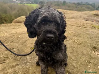 Cavapoo dogs Proven Black Cavapoo Stud- DNA Health tested - Advert 1