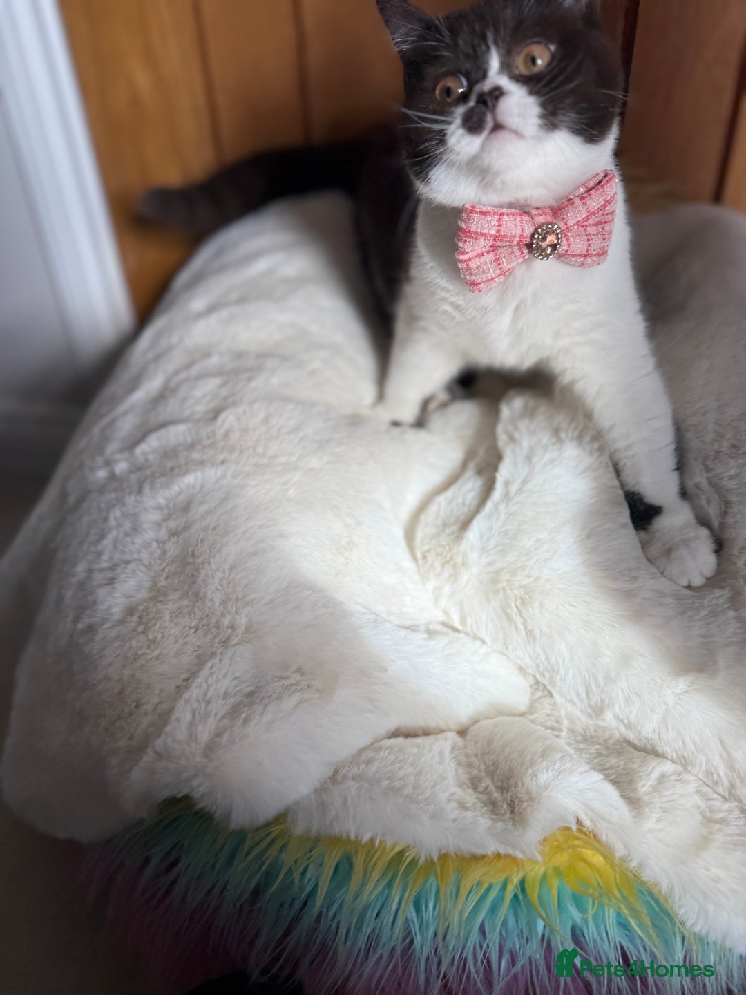 British Shorthair cats for sale: BSH GCCF Active Registered champion lines - Image 6