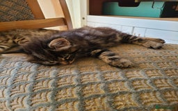 Mixed Breed cats for sale: 4 flufball looking for new home - Image 14
