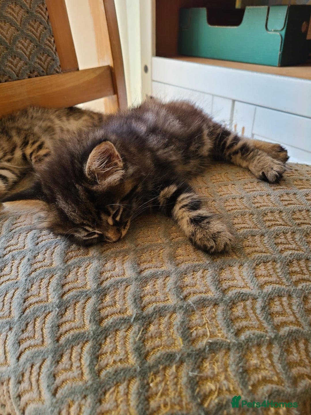 Mixed Breed cats for sale: 4 flufball looking for new home - Image 14