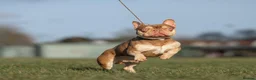 French Bulldog dogs for sale: Rojo and tan - Advert 4