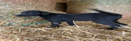 Border Collie dogs for sale: 5 Collie Pups - Advert 12