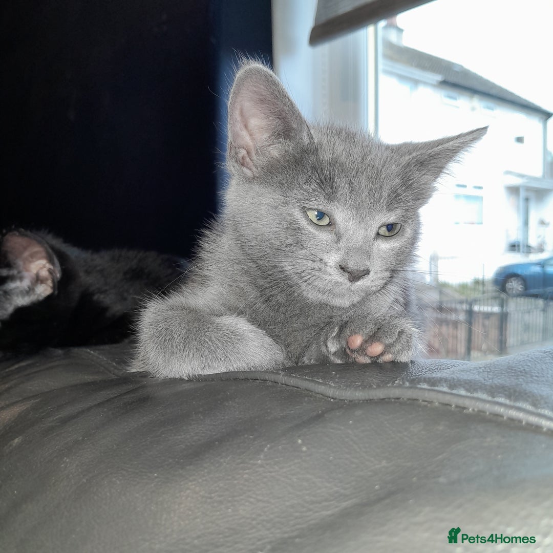 Oriental cats for sale: Two solid Blue Oriental mix girls - Image 3
