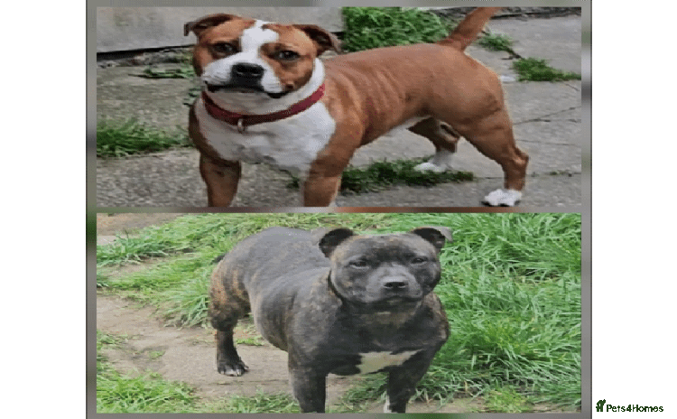 Staffordshire Bull Terrier dogs 🥨Brindle and Red Perfection girls await.🥨 - Advert 1