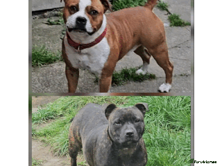 Staffordshire Bull Terrier dogs 🥨Brindle and Red Perfection girls await.🥨 - Advert 2