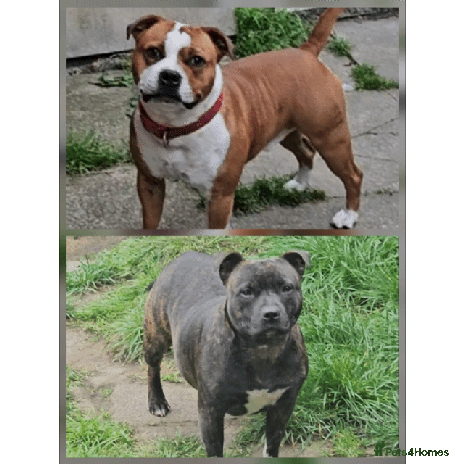 Staffordshire Bull Terrier dogs 🥨Brindle and Red Perfection girls await.🥨 - Advert 1