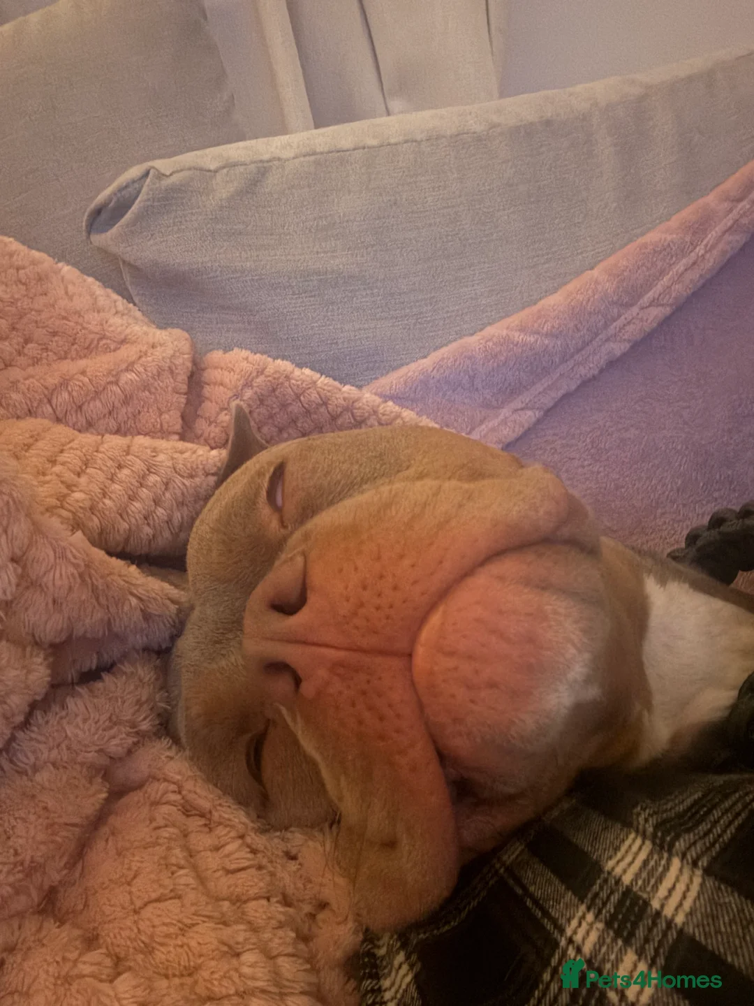 Mixed Breed dogs for sale: Beautiful American Bulldog x for Rehome - Advert 9