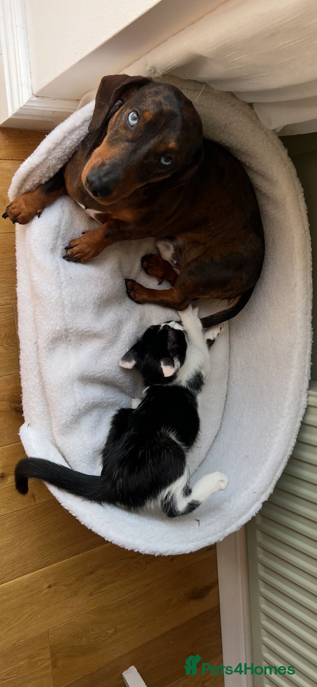 Miniature Dachshund dogs for sale: Miniature dachshund  - Image 5