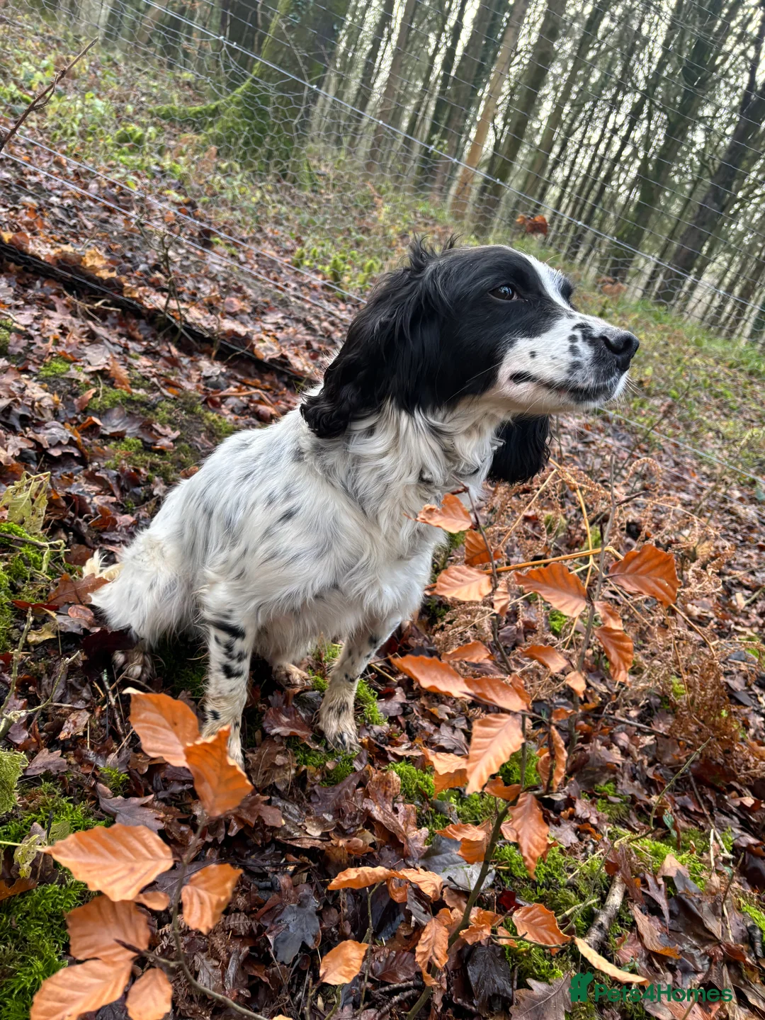 English Springer Spaniel dogs for sale: 6 Year Old Working Springer Spaniel - Advert 5